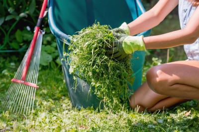 Lawn Removal